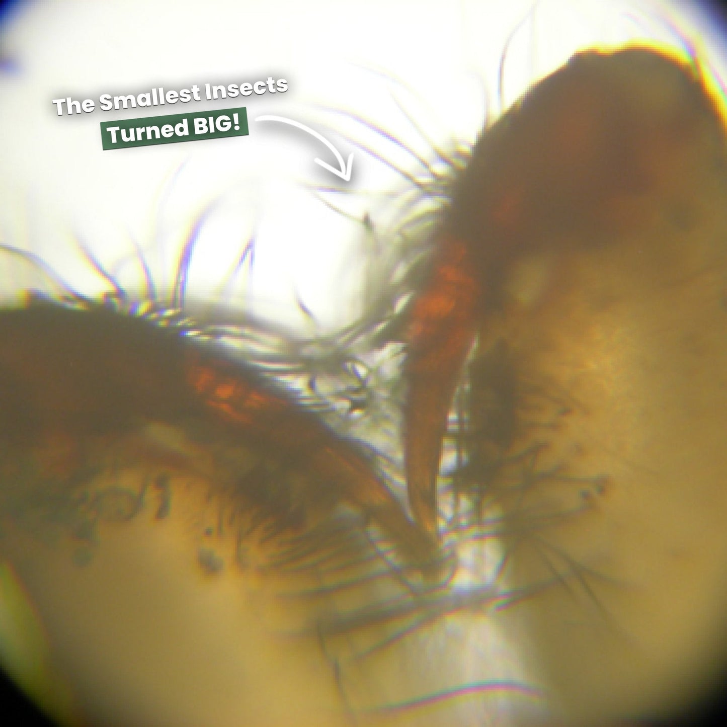 Das Original Miniscope™